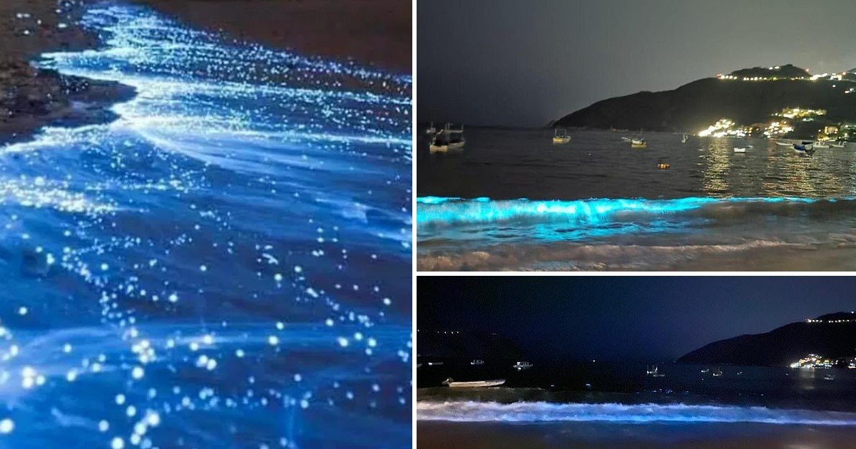 3 89.jpg?resize=412,232 - Beach Waves Emitted Neon Light Caused By Rare Plankton Reaction For The First Time In SIX Decades