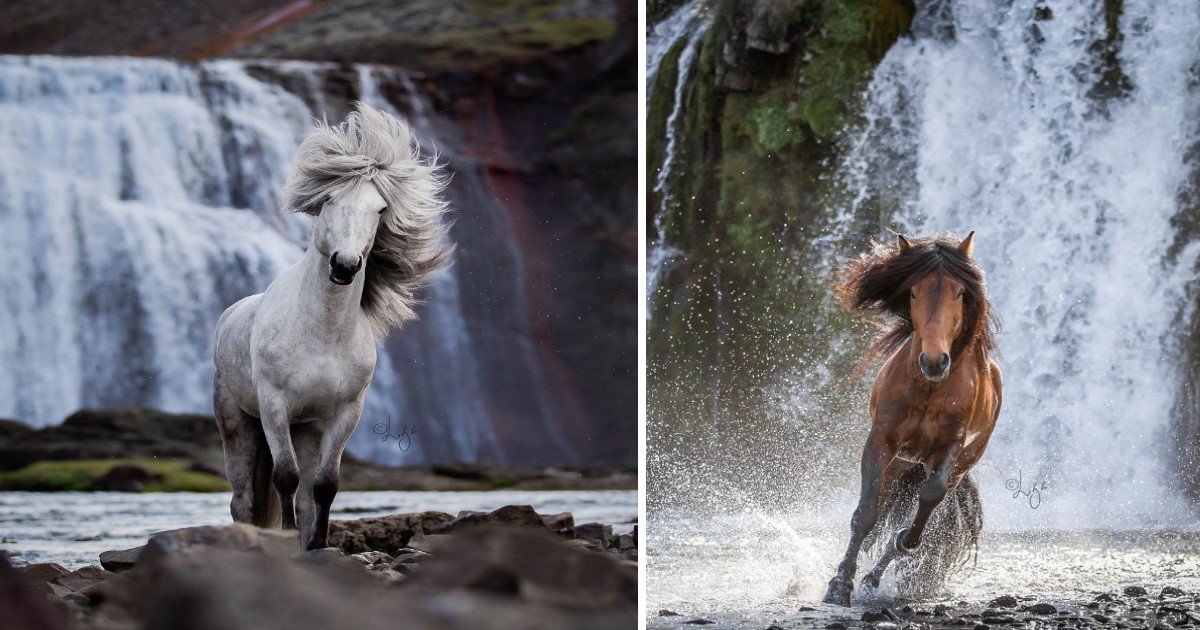 4 28.jpg?resize=412,275 - A Photographer Captured Horses In Breathtaking Landscapes Of Iceland