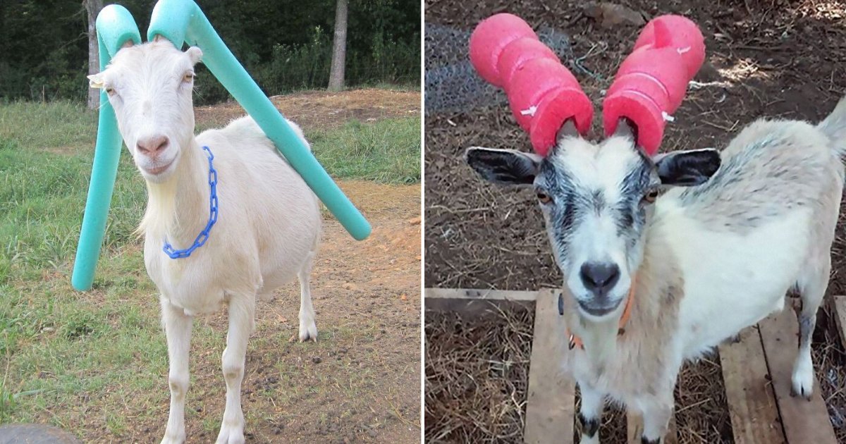 4 31.png?resize=1200,630 - These Misbehaving Goats Were Forced to Wear Pool Noodles for the Sake of Everyone’s Safety