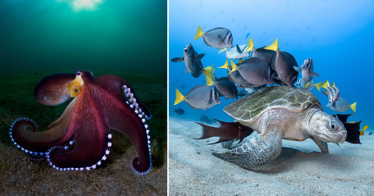 4 34.png?resize=1200,630 - The Winners of Underwater Photographer of The Year May Leave You Spellbound