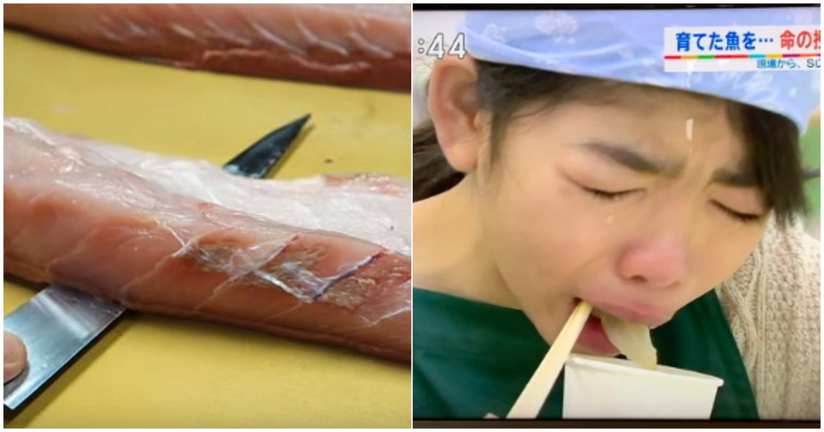 4 4.png?resize=1200,630 - "왜 우는 애까지 반강제로 먹였는가"...한 일본 방송에서 직접키운 물고기 눈앞에서 "손질해 먹는" 수업 논란