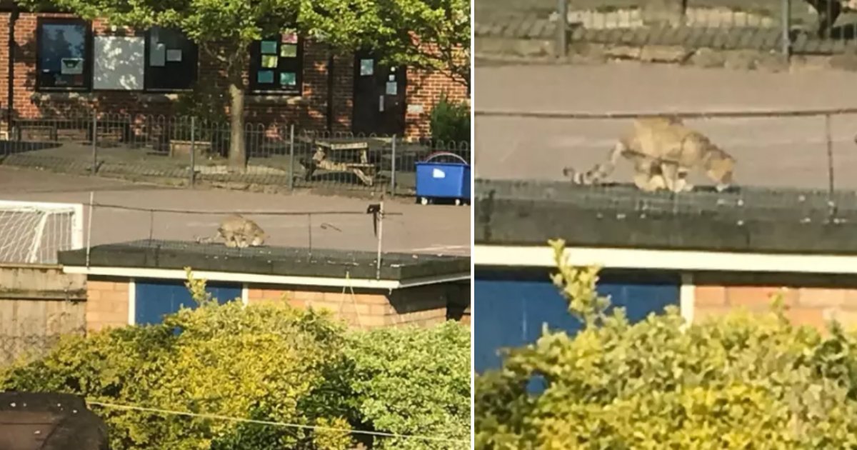 4 41.png?resize=1200,630 - A Large Wildcat Was Spotted in UK Resident’s Garden