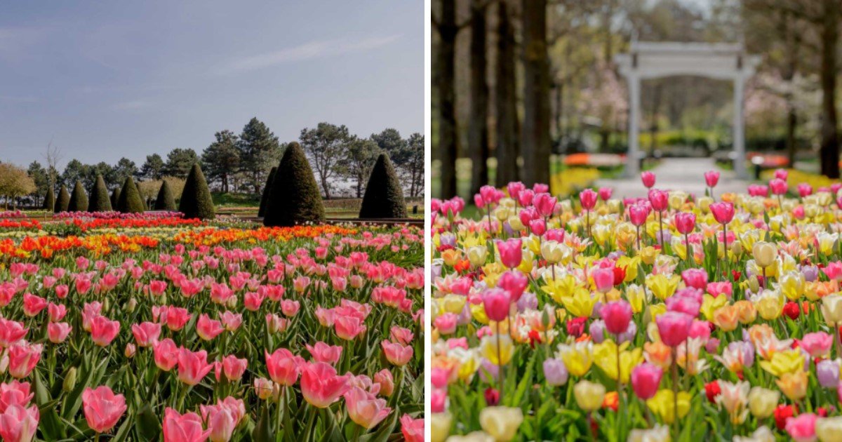 4 49.jpg?resize=1200,630 - Keukenhof Flower Exhibit In The Netherlands Launched Virtual Tours As People Can’t Visit The Colorful Tulip Fields