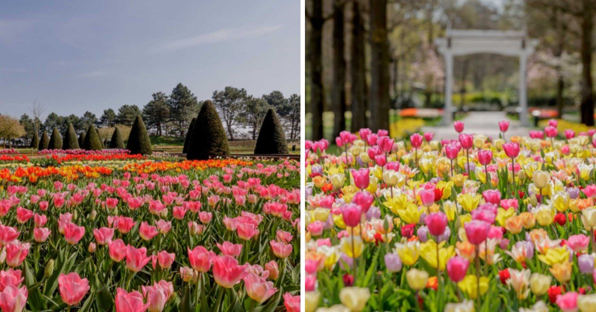 4 49.jpg?resize=412,232 - Keukenhof Flower Exhibit In The Netherlands Launched Virtual Tours As People Can’t Visit The Colorful Tulip Fields