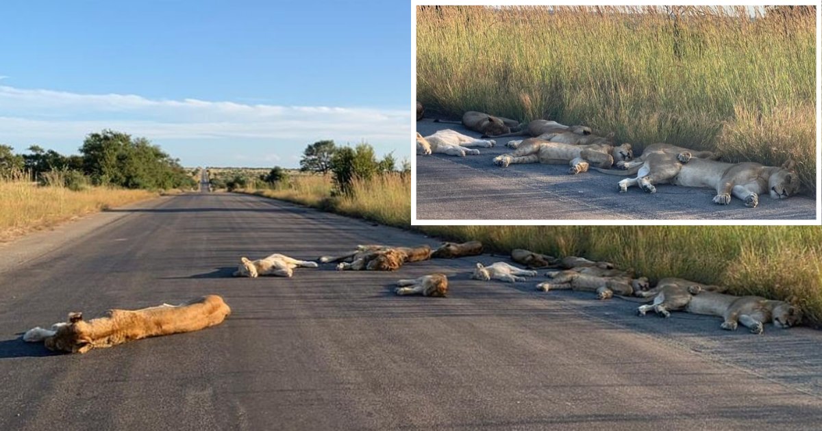 4 54.png?resize=1200,630 - Pride Of Lions Sleep On The Road In The Absence Of Tourists Amid Coronavirus Lockdown In South Africa