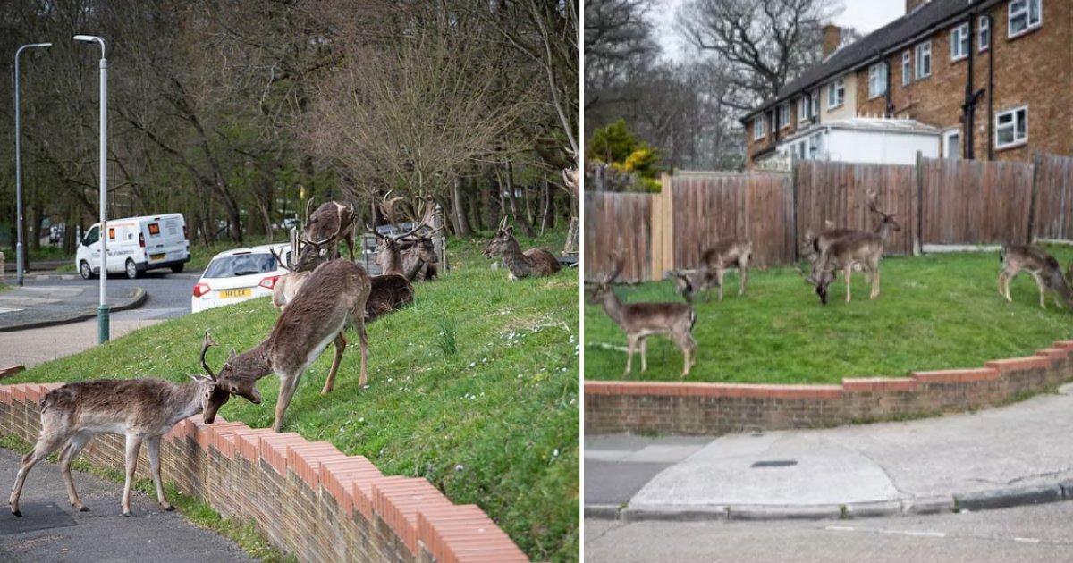 5 12.png?resize=1200,630 - Deer Were Seen Strolling On London’s Street Amidst Coronavirus Lockdown