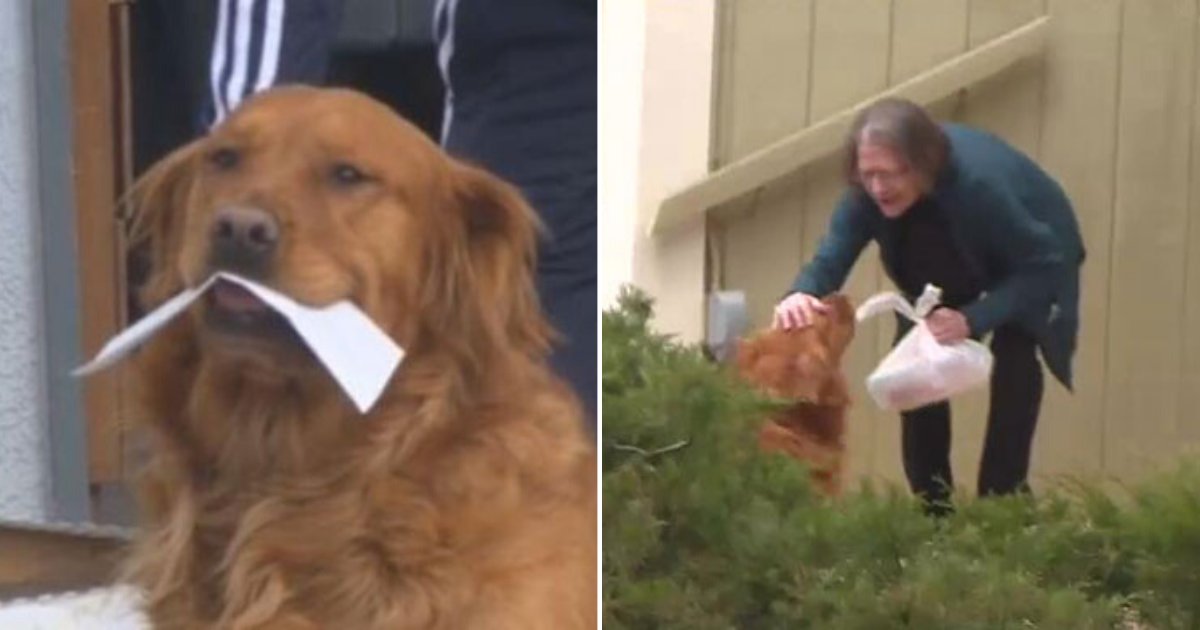 5 2.png?resize=412,275 - An Elderly Woman With Respiratory Problems Is Receiving Her Groceries With The Help Of A Golden Retriever