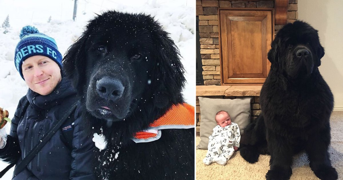 5 42.png?resize=412,232 - Owners Posted The Funniest Pictures Of Their Newfoundlands Showing How Big They Are