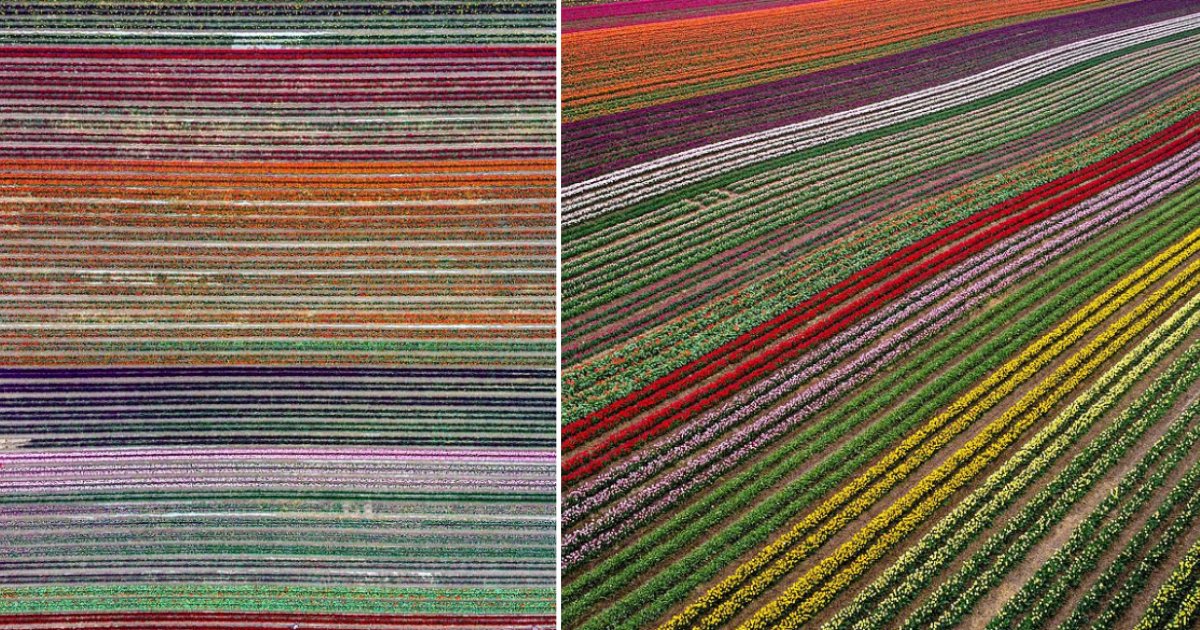 5 43.png?resize=1200,630 - Tulips Explosion in This German Field Marked The Arrival of Spring