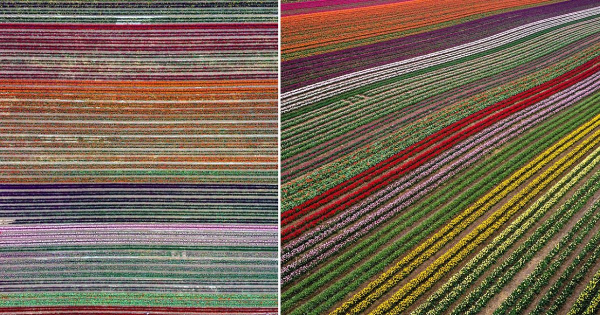 5 43.png?resize=412,232 - Tulips Explosion in This German Field Marked The Arrival of Spring