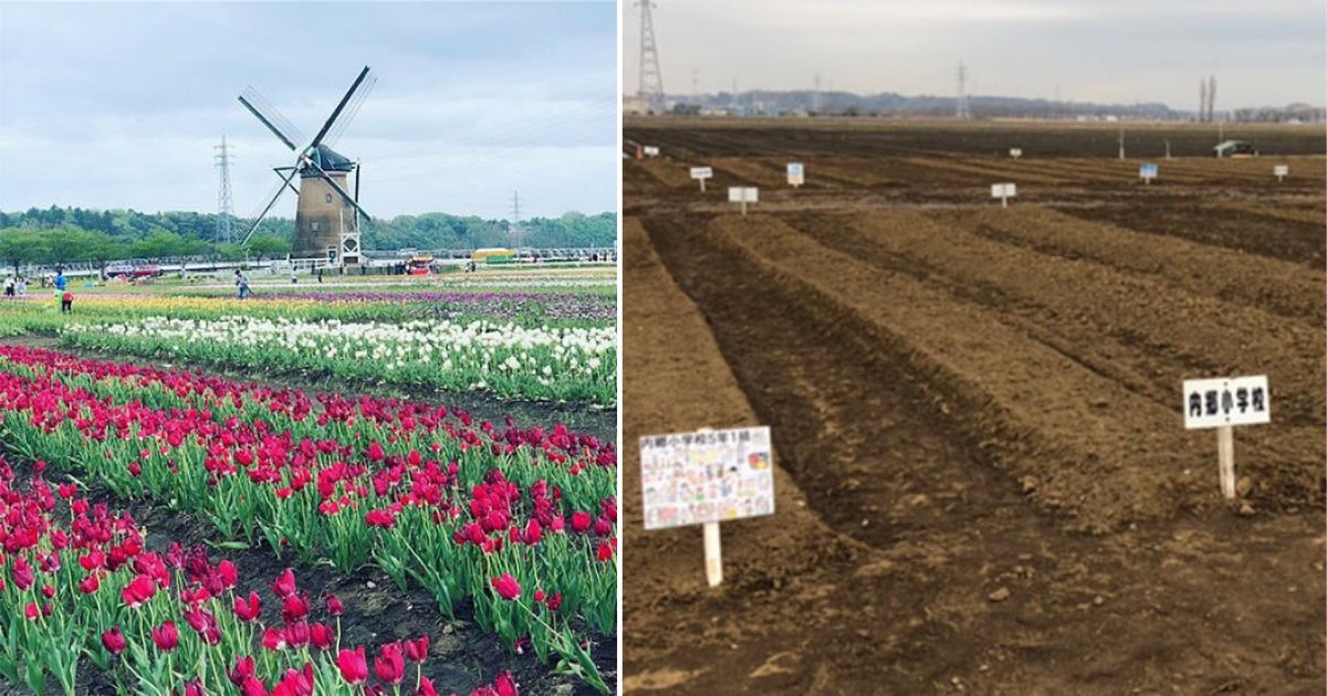 5 62.png?resize=1200,630 - 800,000 Tulips Were Mowed Down To Prevent People From Coming To See Them Amid The Pandemic