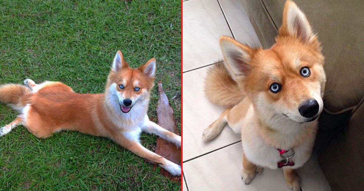 5 66.png?resize=1200,630 - Hello World! This Rare Pomeranian and Husky Mix Will Win Your Heart