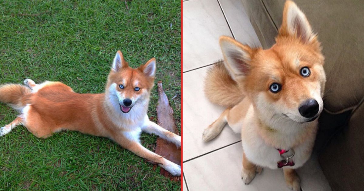5 66.png?resize=412,232 - Hello World! This Rare Pomeranian and Husky Mix Will Win Your Heart
