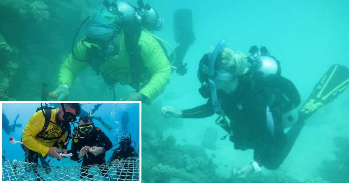 5 70.png?resize=1200,630 - With No Tourist Coming Around, Australian Scuba Tour Operators Are Planting Coral