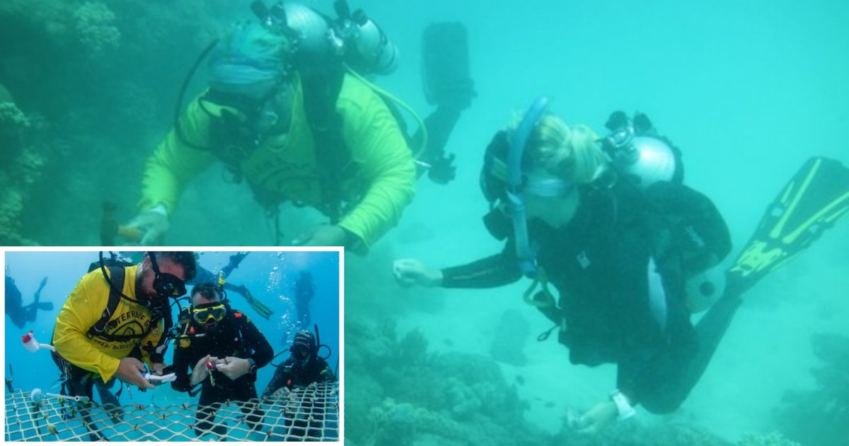 5 70.png?resize=412,232 - With No Tourist Coming Around, Australian Scuba Tour Operators Are Planting Coral
