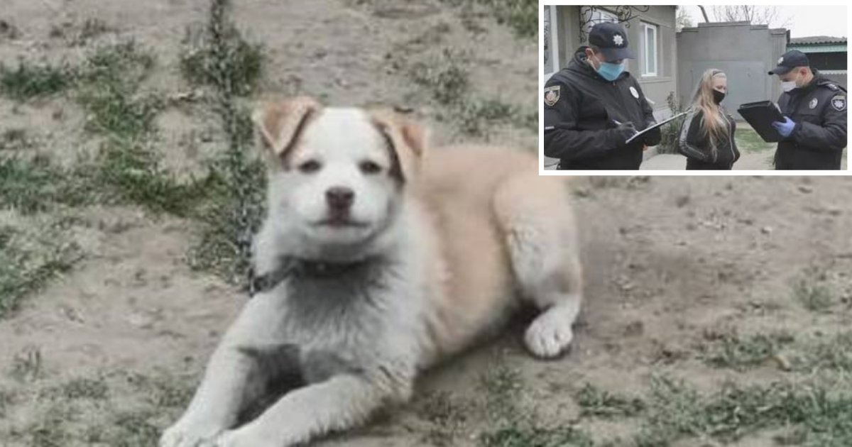 5 71.png?resize=1200,630 - Teenager in Ukraine Was Arrested For Forcing Her Pup to Drink Vodka As a Part of an Internet Prank