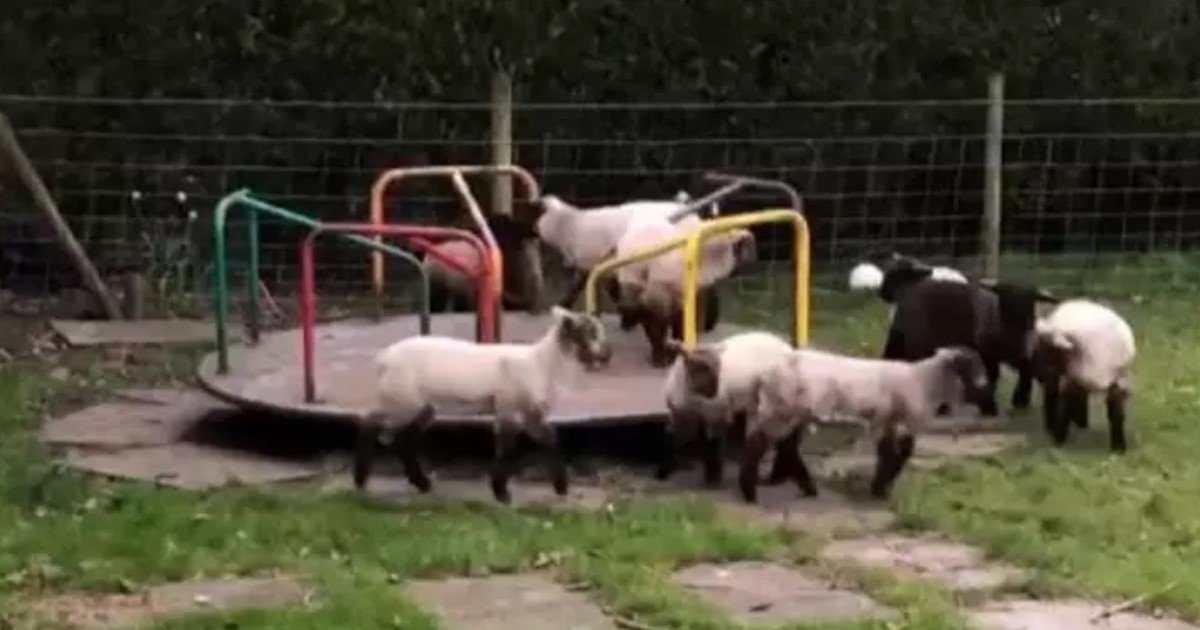 5 8.jpg?resize=1200,630 - Lambs Spotted Playing At An Empty Playground As Humans Are Forced To Live Indoors
