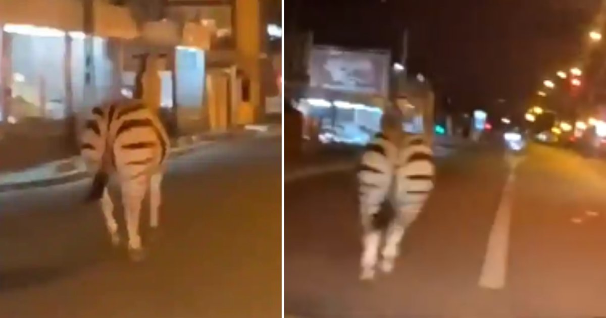6 43.png?resize=412,275 - Viral Video Of Zebra Running On The Road Gets Hilarious Comments From Netizens