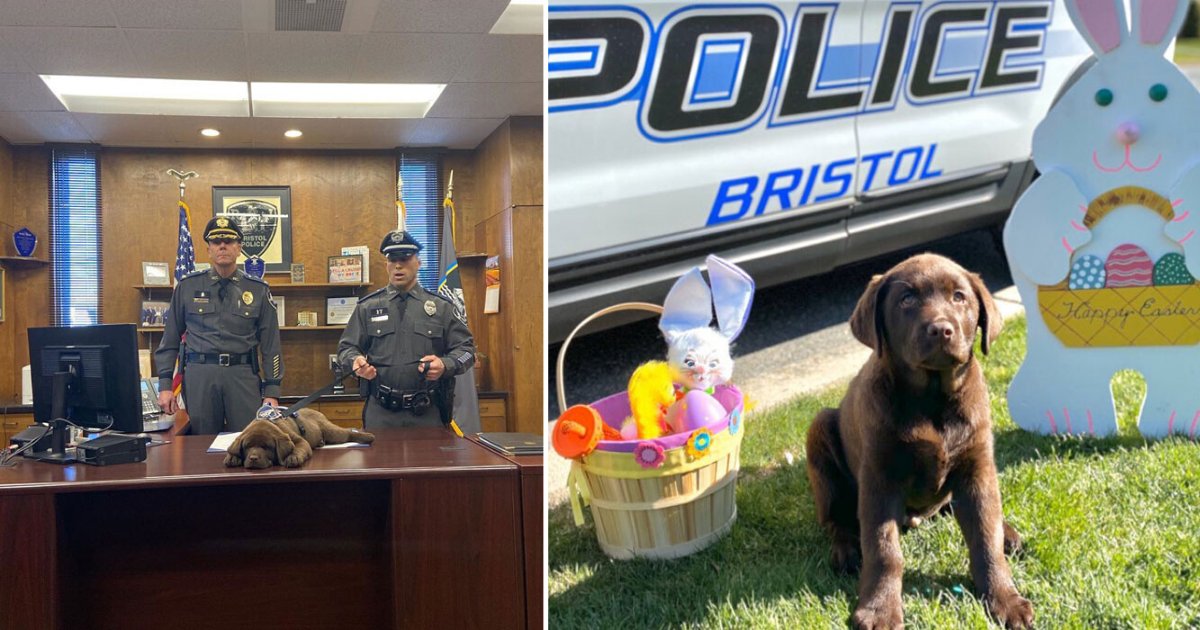 6 49.png?resize=1200,630 - The Bristol Police Department’s Therapy Dog, Brody, Dozes Off During His Entire Swearing-In Ceremony