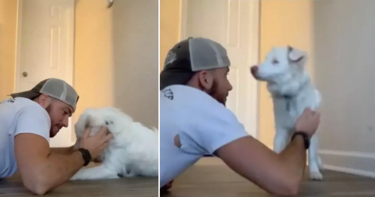 6 68.png?resize=412,275 - Owner Tells How He Wakes Up His Blind And Deaf Dog Without Scaring Her