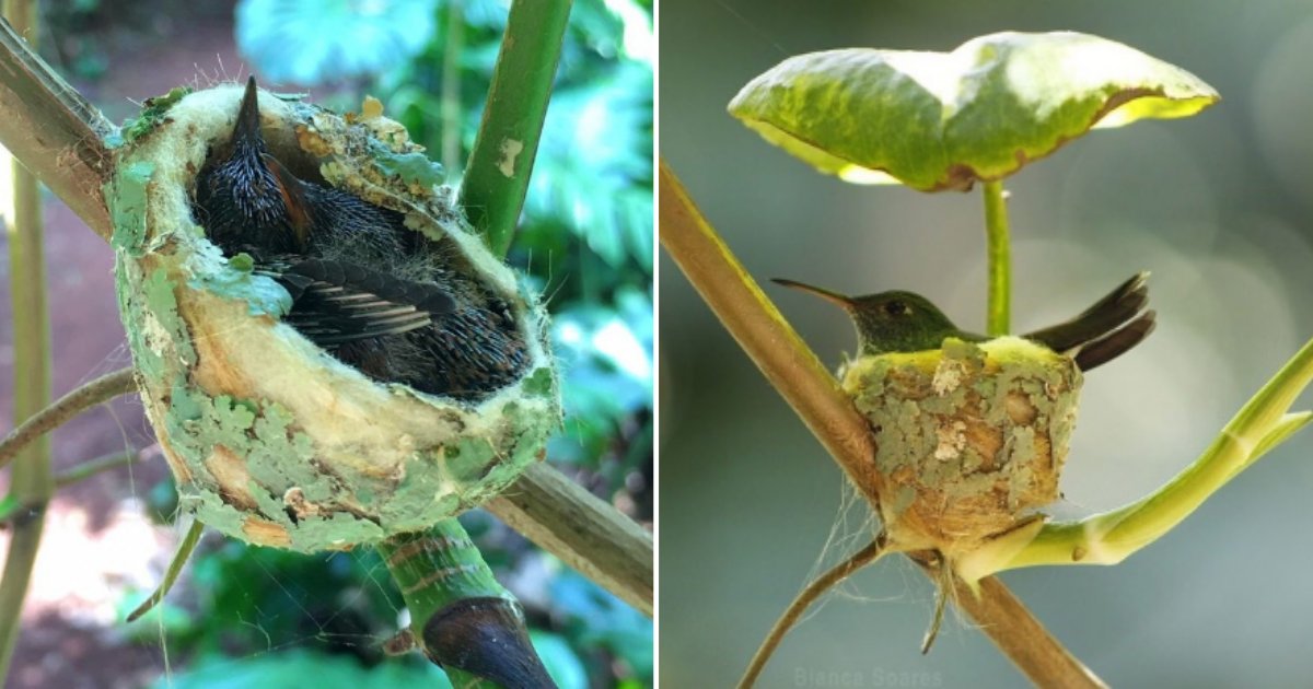 6 72.png?resize=1200,630 - A Hummingbird Builds A Nest With A Roof To Make A Cozy Home For Her Babies