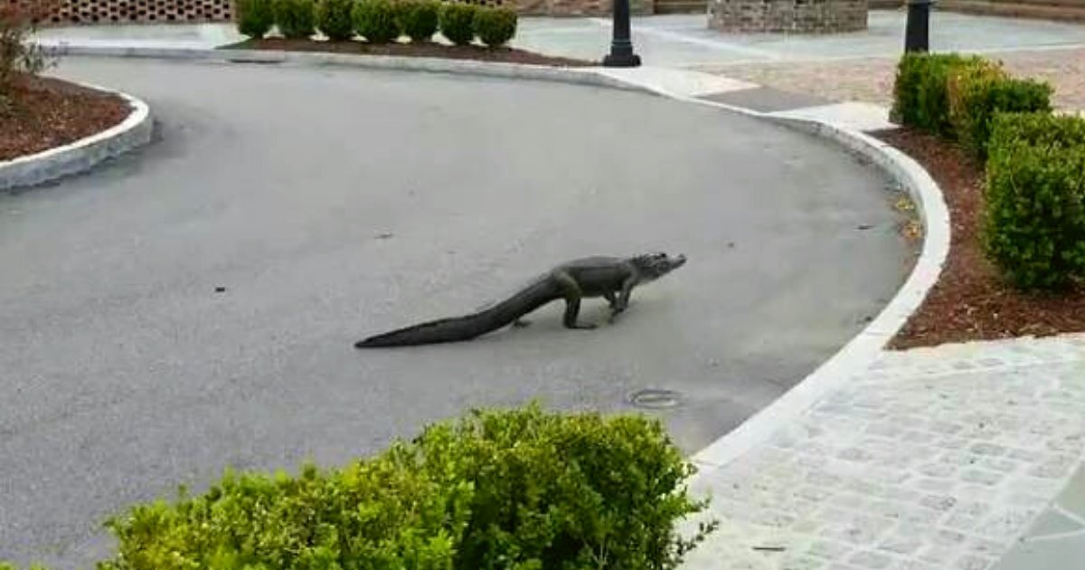 alligator3.png?resize=412,275 - Alligator Spotted Strolling Through An Abandoned Retail Park Amid Coronavirus Pandemic