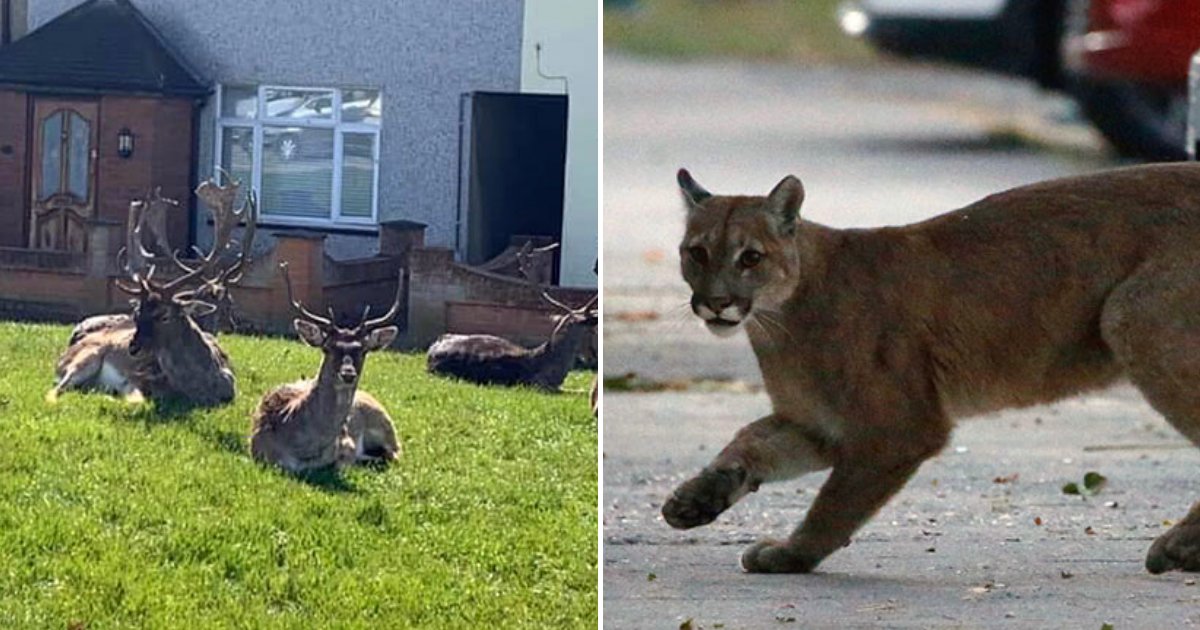 animals13.png?resize=412,275 - Wild Animals Are Reclaiming The Planet During Coronavirus Lockdowns, 10+ Photos