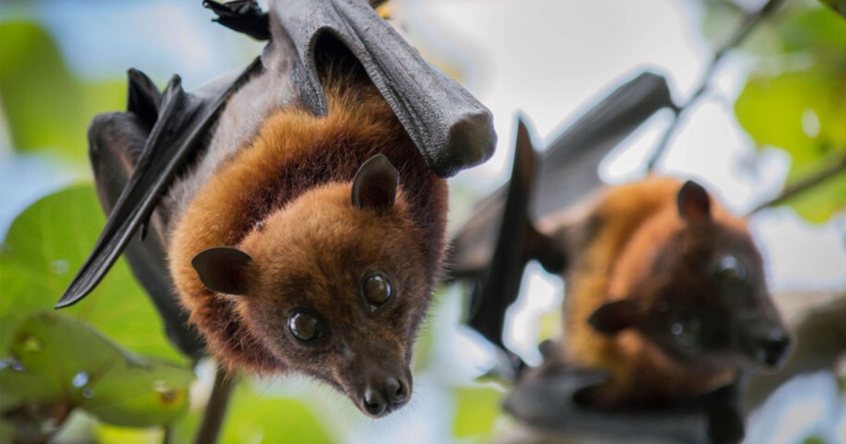 bats5.png?resize=412,275 - Scientists Have Discovered Six New Coronaviruses In Three Different Species Of Bats
