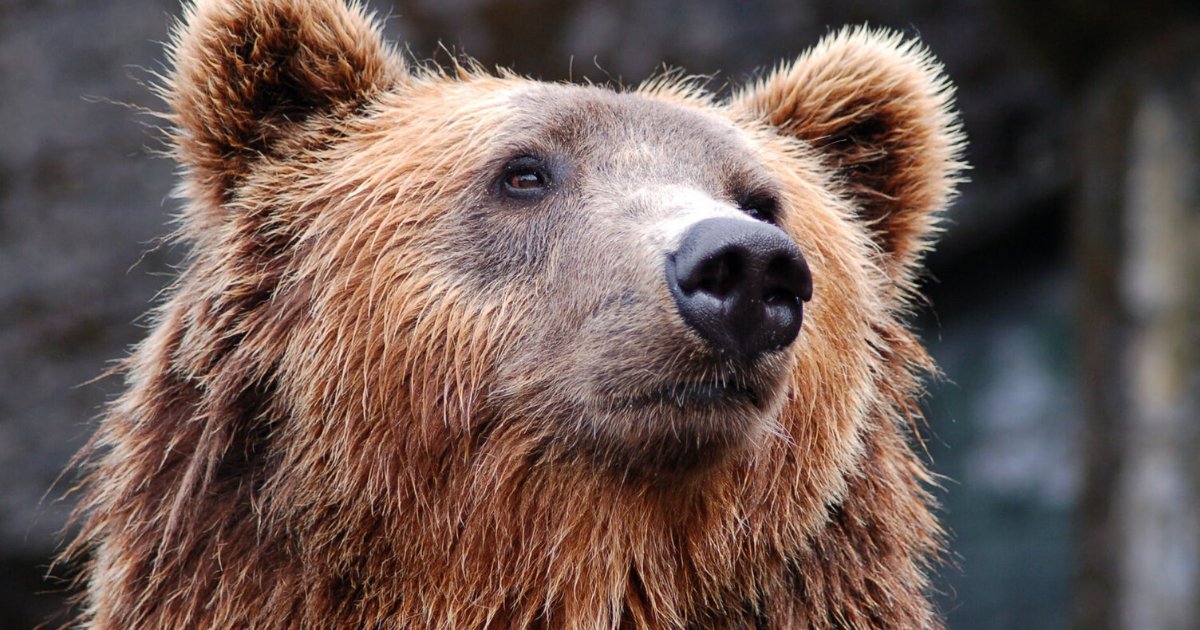 bears.png?resize=412,275 - China Approved Treating COVID-19 Patients With Injections Made From Bear Bile