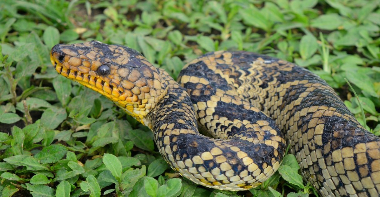 boa.jpg?resize=412,275 - Marseille: En plein confinement, un homme a été interpellé dans la rue avec son serpent !