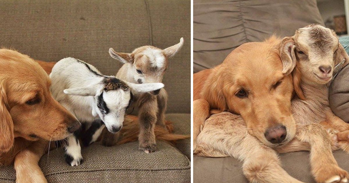 c.png?resize=1200,630 - Rescued Baby Goats Developed Adorable Bond With A Golden Retriever Who Now Thinks She Is Their Mom