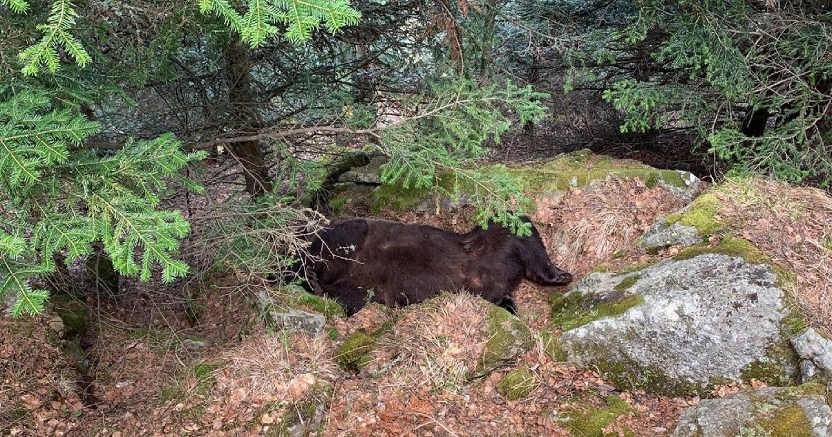 cachou.jpg?resize=412,275 - Drame: l'ours Cachou a été retrouvé mort dans les Pyrénées !