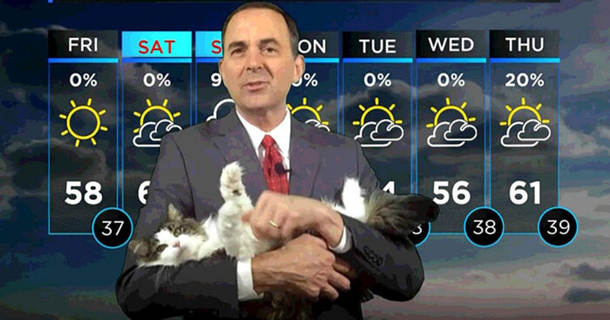 cat5.png?resize=412,232 - Weatherman Who Started Working From Home Went Viral After Pet Cat Joined His Broadcast