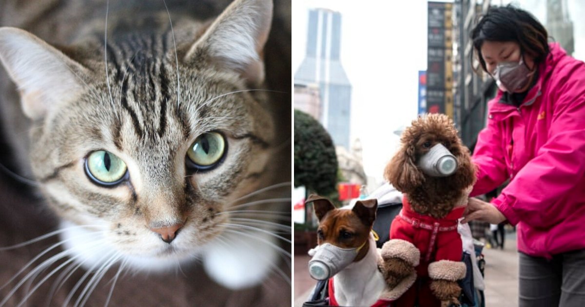 cats.png?resize=1200,630 - Pet Cat In Hong Kong Becomes The Second To Test Positive For Coronavirus