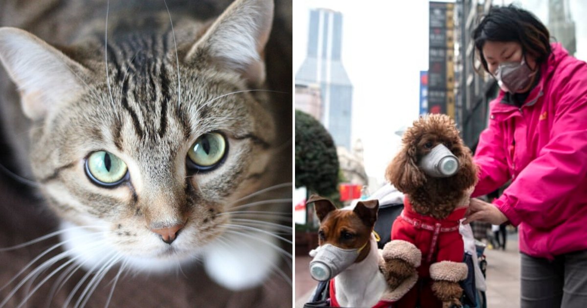 cats.png?resize=412,275 - Pet Cat In Hong Kong Becomes The Second To Test Positive For Coronavirus