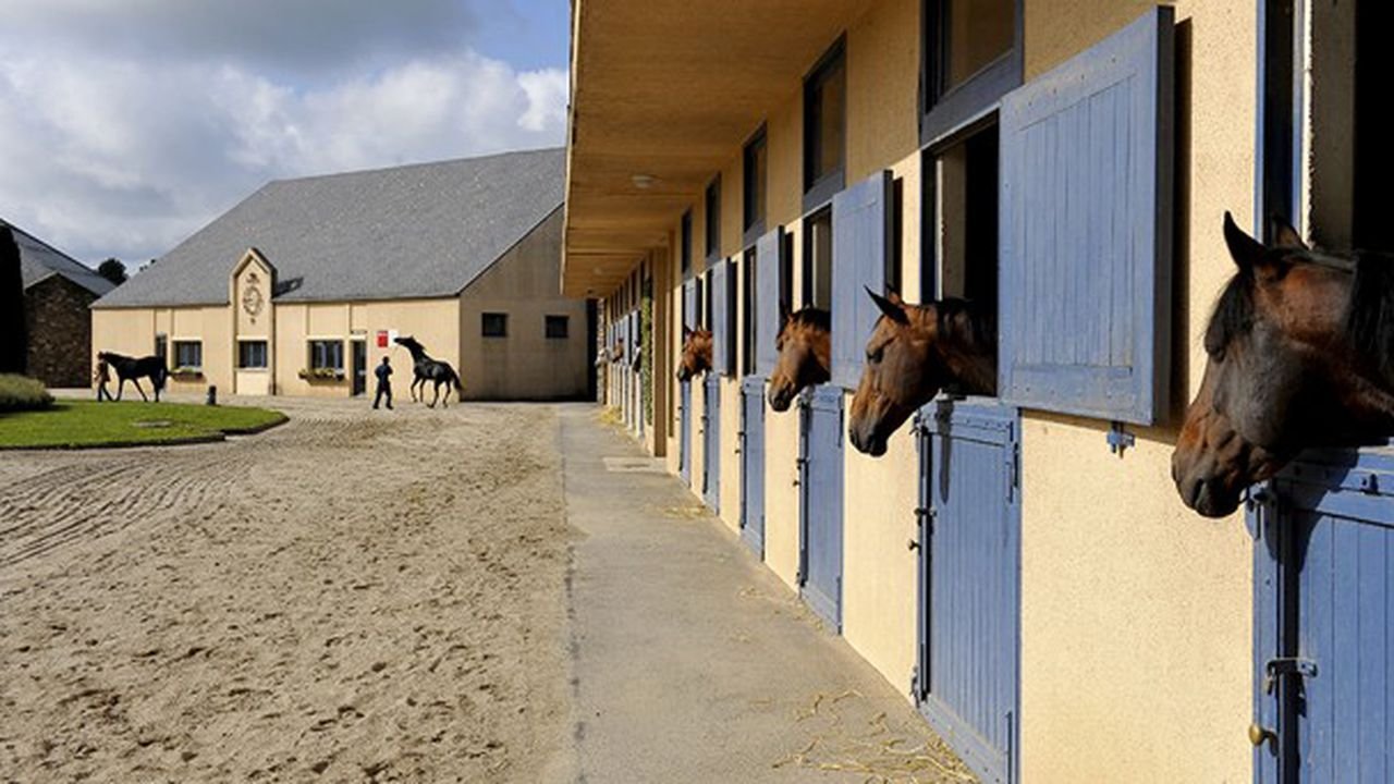 cheval.jpg?resize=412,275 - Bonne nouvelle: il est maintenant possible de rendre visite à vos chevaux !