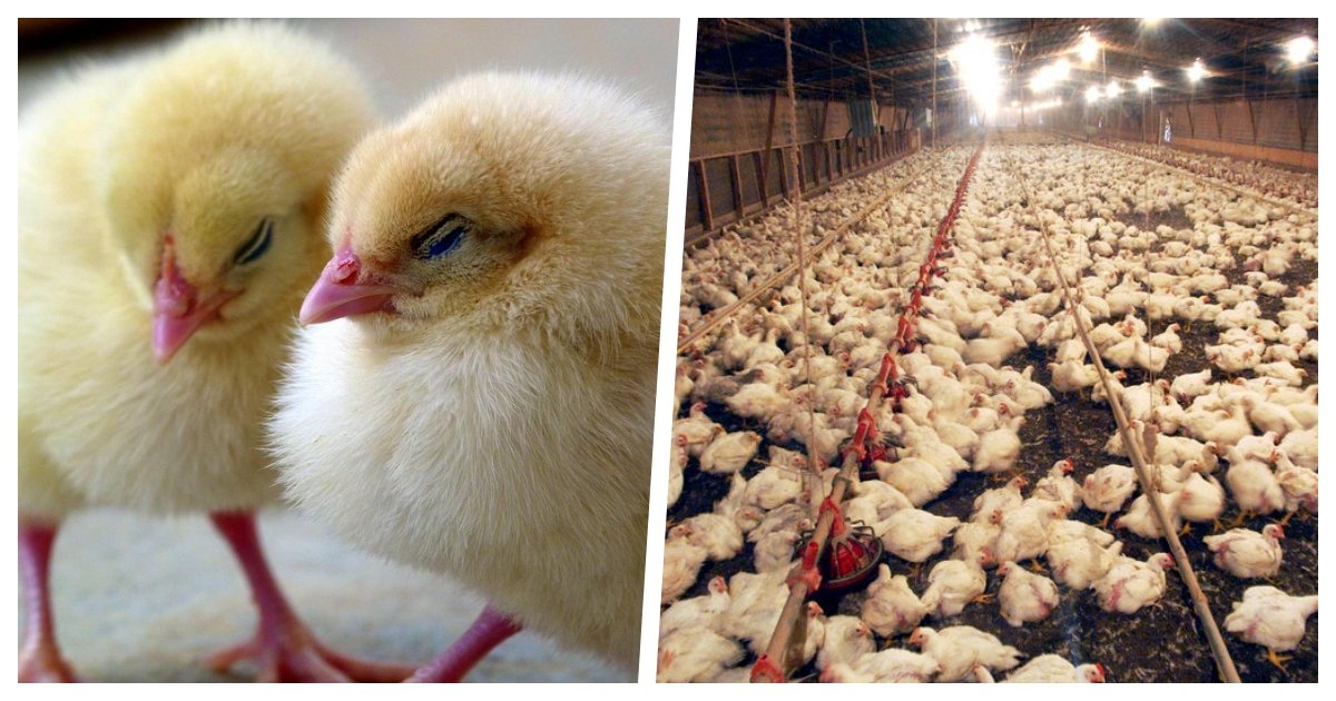chicken cover.jpg?resize=1200,630 - 2 Million Chickens In Delaware and Maryland Will Be 'Depopulated'