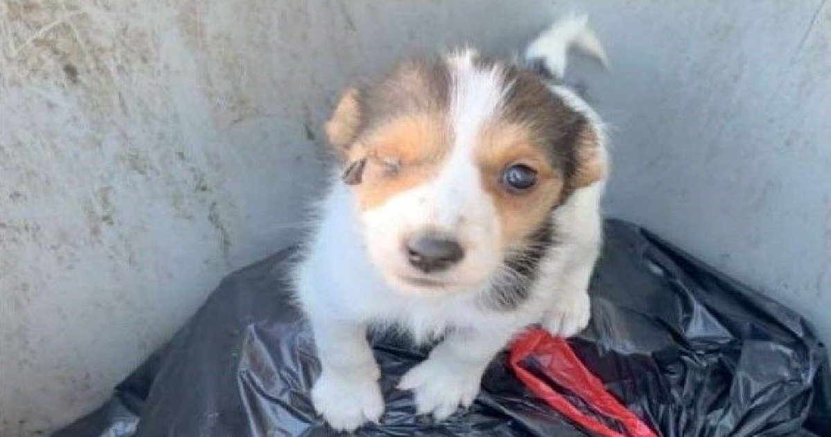 chien abandonne.jpg?resize=412,275 - Guingamp: L'homme qui avait jeté son chien blessé dans une poubelle a été retrouvé !