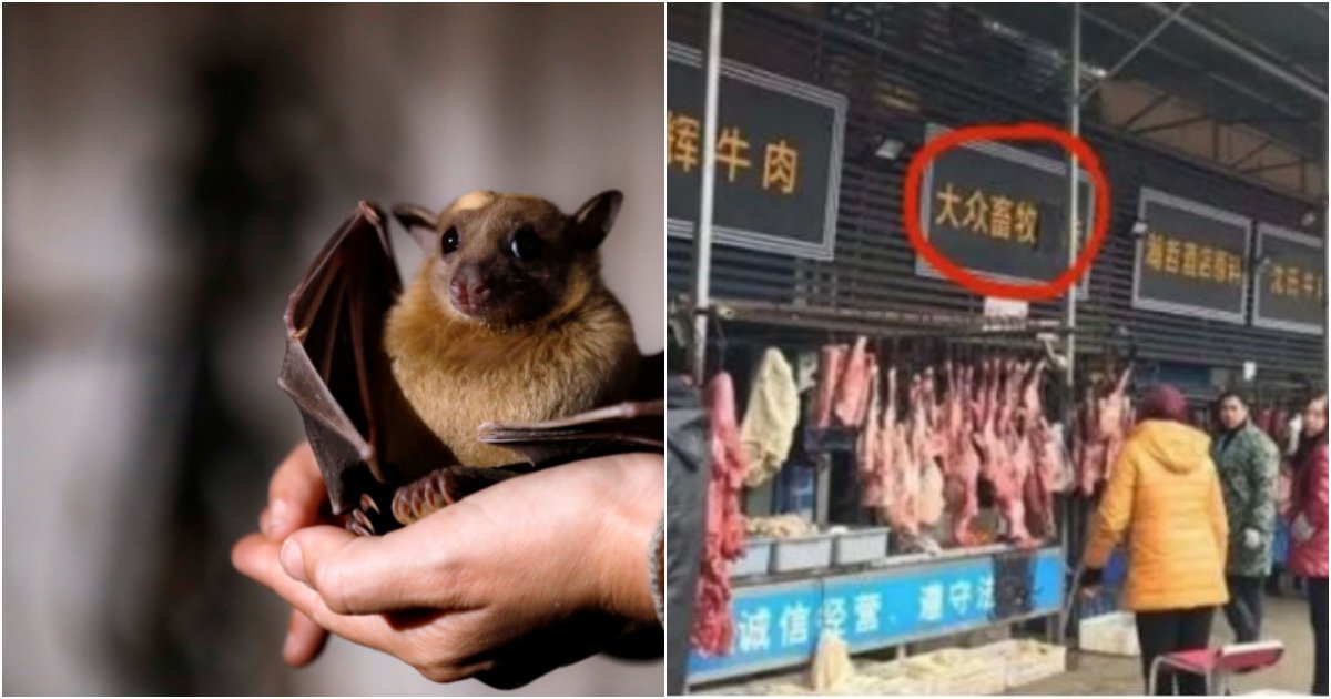 collage 10.png?resize=1200,630 - 코로나19를 극복했다는 중국, 다시 오픈한 우한 야생동물 시장 '근황' (사진)