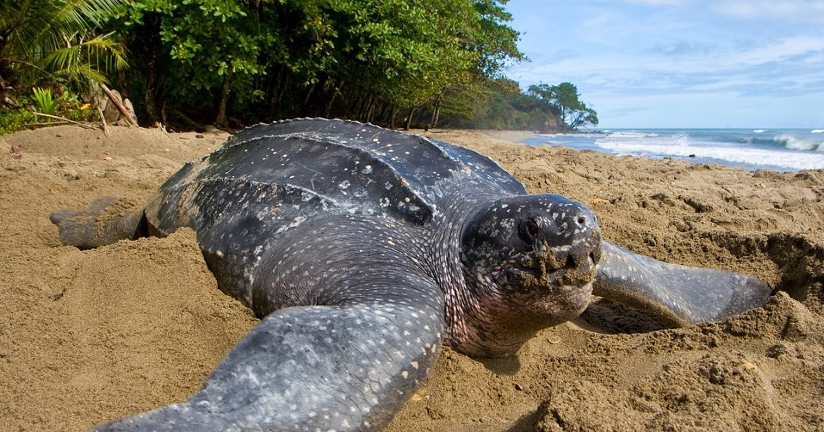 comite du tourisme de guyane 1 e1587386419316.jpg?resize=1200,630 - Absence de touristes : Les tortues reviennent pondre sur les plages en Thaïlande