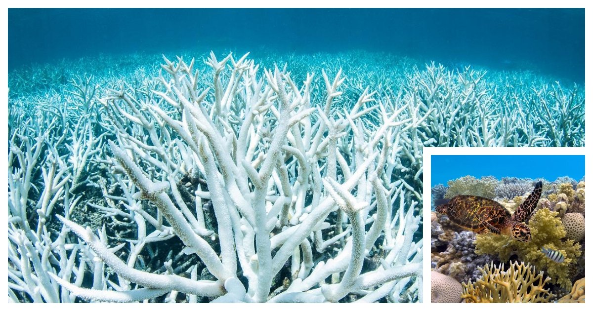 coral cover.jpg?resize=1200,630 - The Most Widespread Coral Bleaching Is Taking Place in The Great Barrier Reef