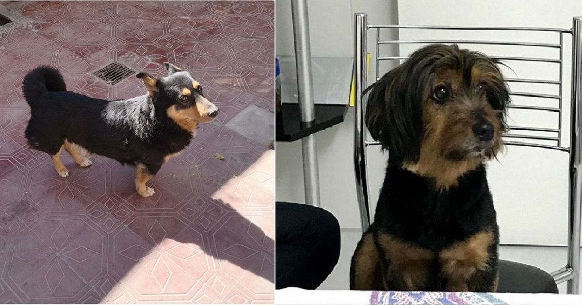 d11.jpg?resize=1200,630 - 10 Dogs That Caught Owners Off-Guard With Their Hilariously Unexpected Looks