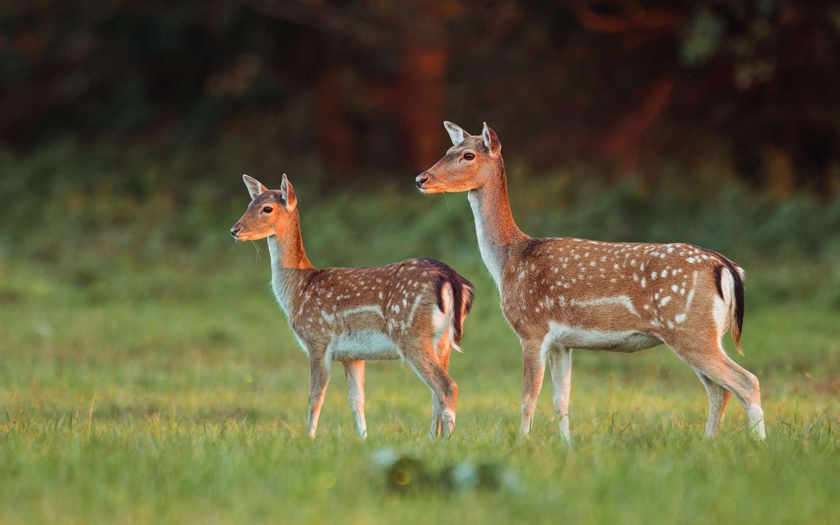 daim.jpg?resize=412,275 - Nature: deux daims ont été repérés en train de se balader dans une rue du Val-de-Marne