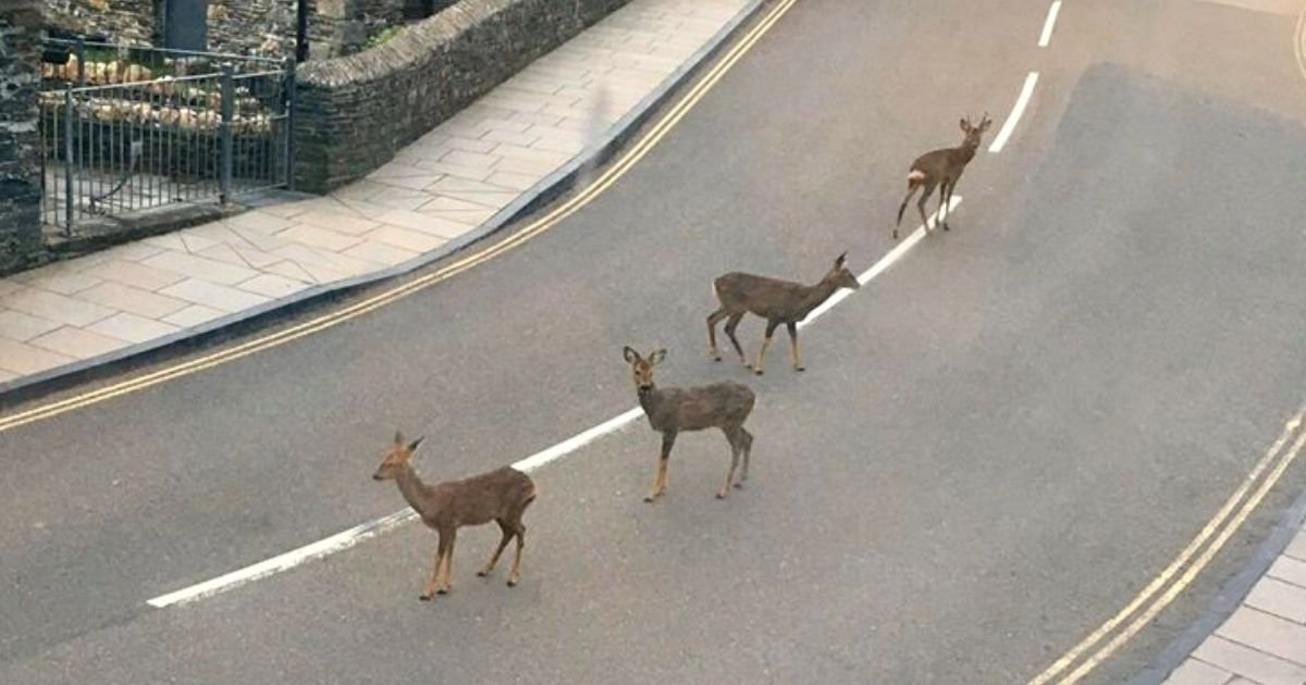 deer4.jpg?resize=1200,630 - Deer Taking Over A Deserted Street Stay Six Feet Apart From Each Other