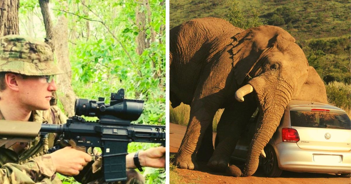 diseno sin titulo 1 157.png?resize=1200,630 - Elefante Le Quita La Vida A Un Soldado Que Ayudaba A Combatir La Cacería