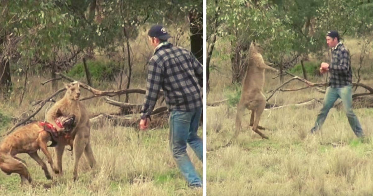 diseno sin titulo 1 77.png?resize=1200,630 - VIDEO: Hombre Se Enfrenta Contra Un Canguro, Porque Estaba Estrangulando A Su Perro