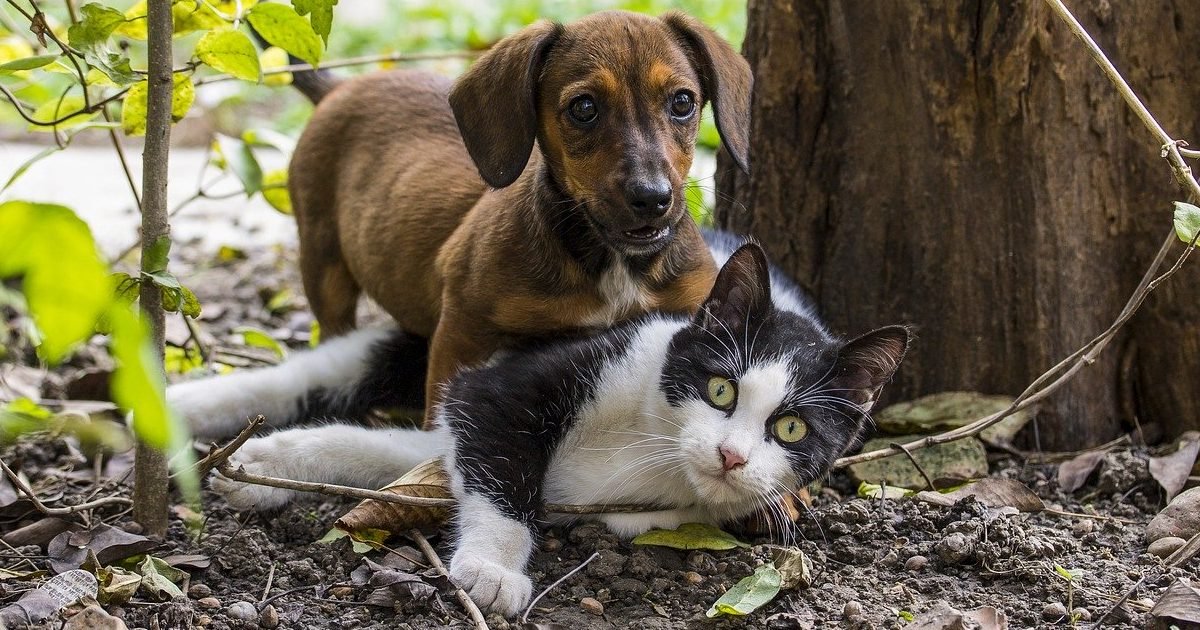 Une Premiere Ville Chinoise Interdit De Manger Du Chat Et Du Chien Vonjour