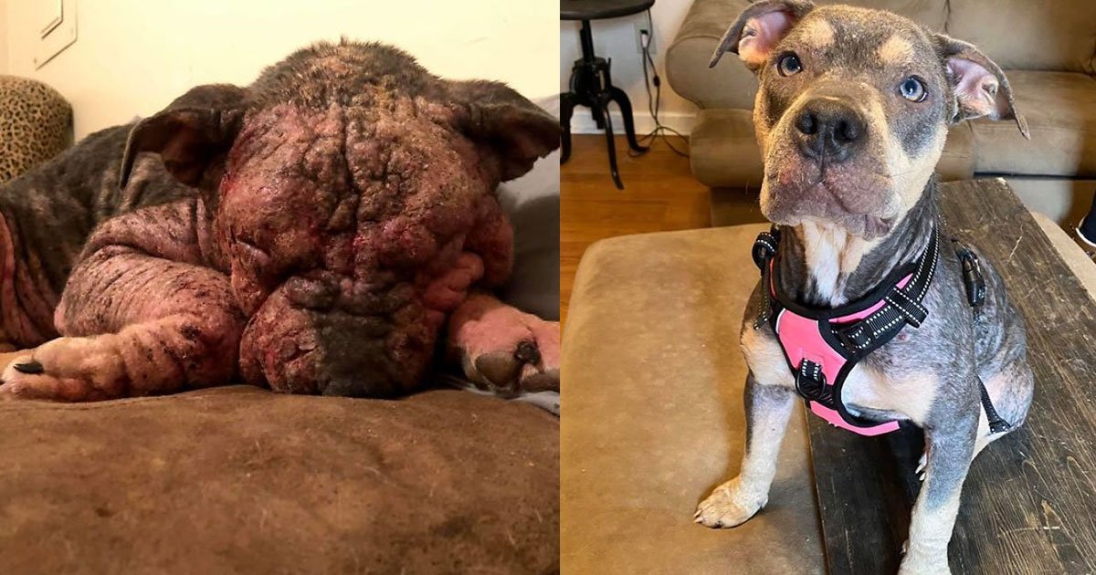dog suffering from secondary skin infections made an amazing recovery.jpg?resize=1200,630 - A Dog With Secondary Skin Infections Made An Amazing Recovery After Getting Adopted Into A Loving Home
