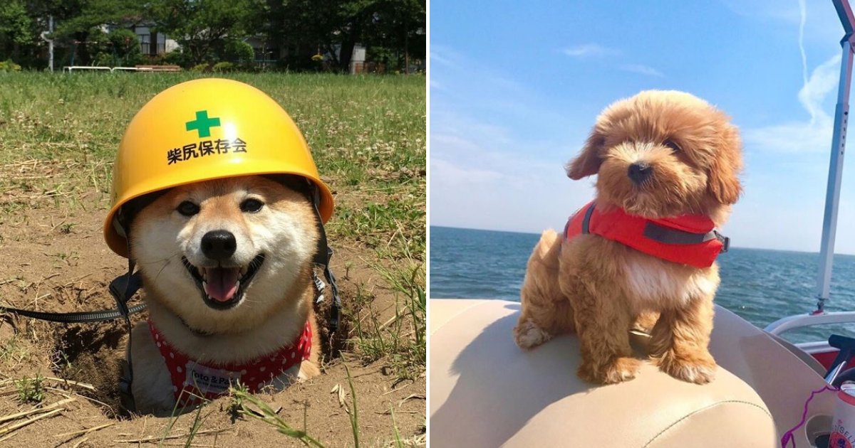 doggoes.png?resize=1200,630 - 10+ Photos Of Hardworking Dogs Who Found A Job They Are Good At