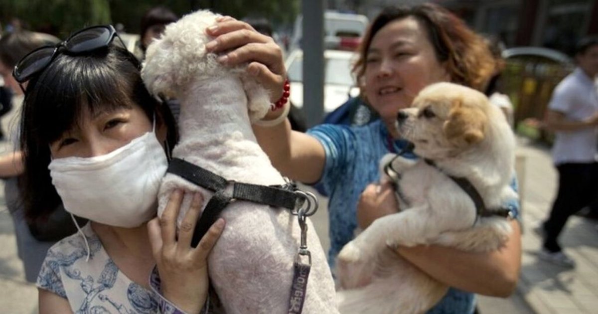 dogs5.png?resize=1200,630 - Owner Of Chinese Restaurant Revealed How Some Breeders Are Raising 'Thousands Of Dogs' For Consumption